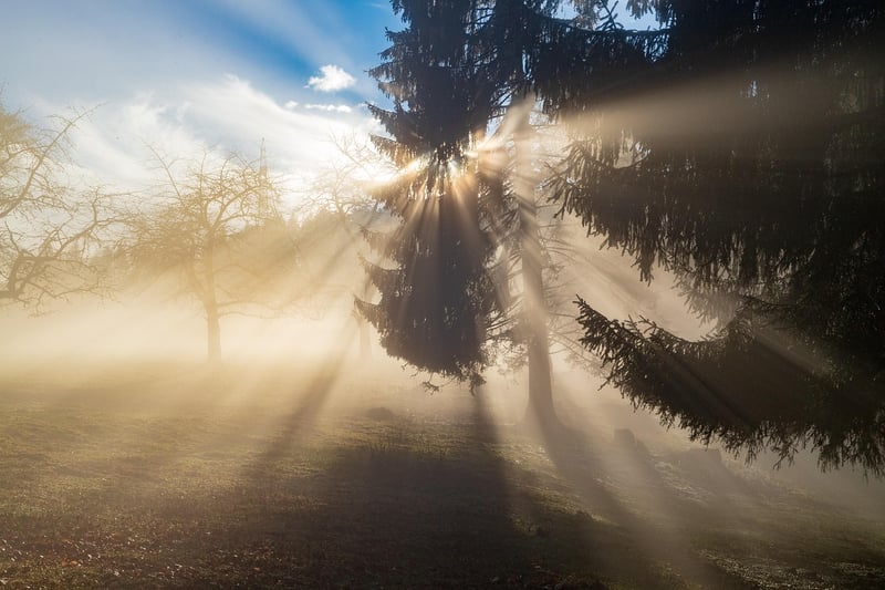 Mystery Forest